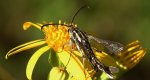 Przeziernik - Pyropteron triannuliformis