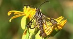 Przeziernik - Pyropteron triannuliformis