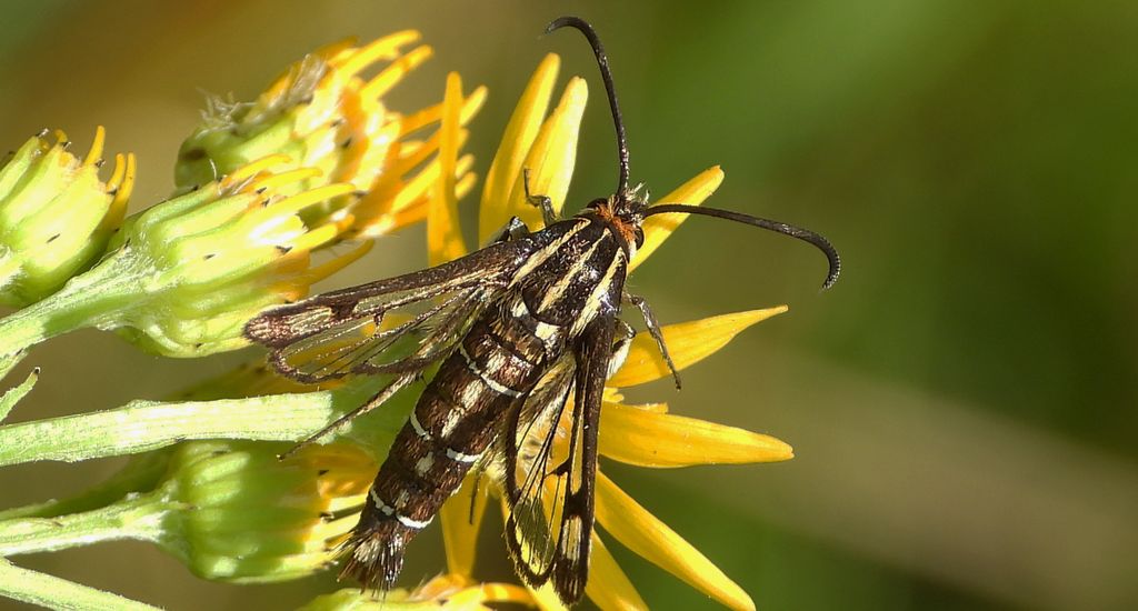 Przeziernik - Pyropteron triannuliformis