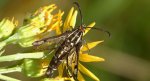 Przeziernik - Pyropteron triannuliformis