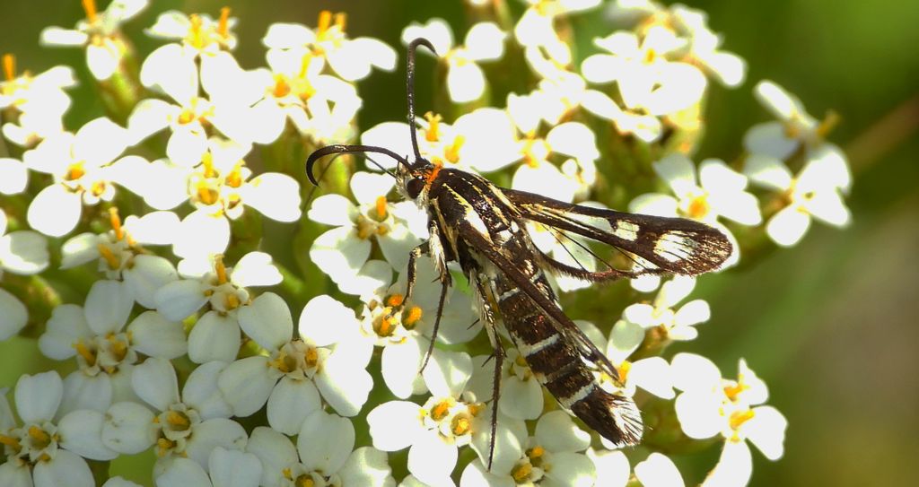 Przeziernik - Pyropteron triannuliformis