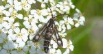 Przeziernik - Pyropteron triannuliformis