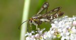Przeziernik - Pyropteron triannuliformis