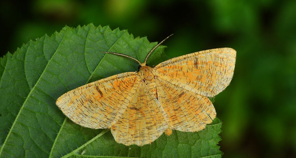 Rączyk leszczyniak (Angerona prunaria)