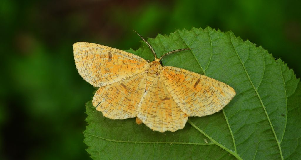 Rączyk leszczyniak (Angerona prunaria)