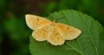 Rączyk leszczyniak (Angerona prunaria)