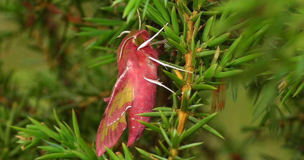 Zmrocznik pazik (Deilephila porcellus)