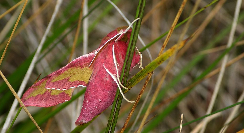 Zmrocznik pazik (Deilephila porcellus)