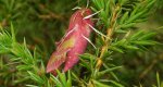 Zmrocznik pazik (Deilephila porcellus)
