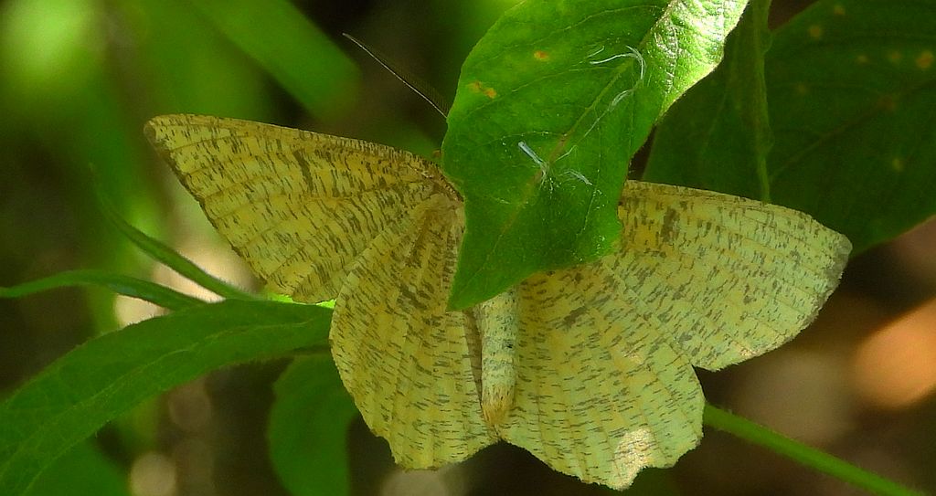 Rączyk leszczyniak (Angerona prunaria)