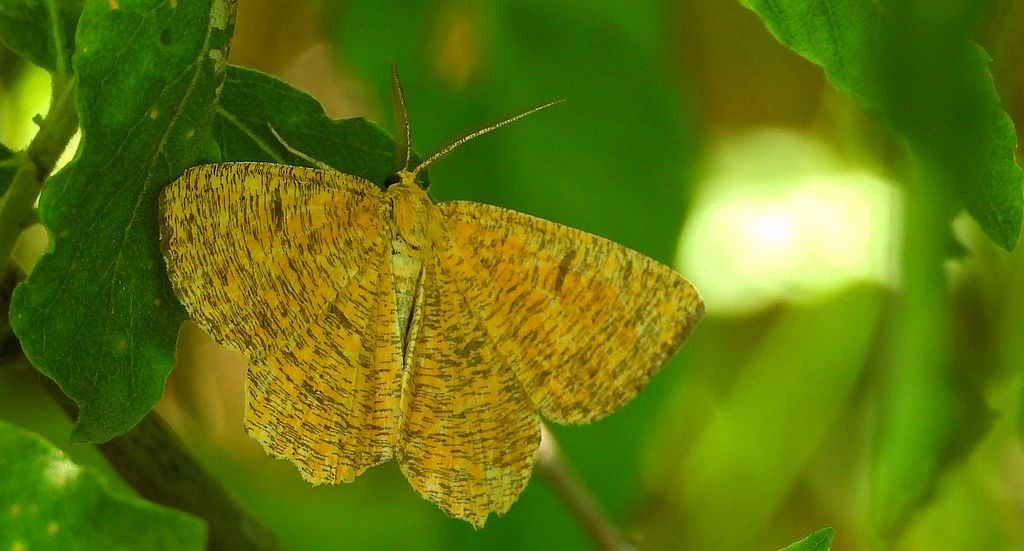 Rączyk leszczyniak (Angerona prunaria)