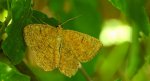 Rączyk leszczyniak (Angerona prunaria)