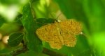 Rączyk leszczyniak (Angerona prunaria)
