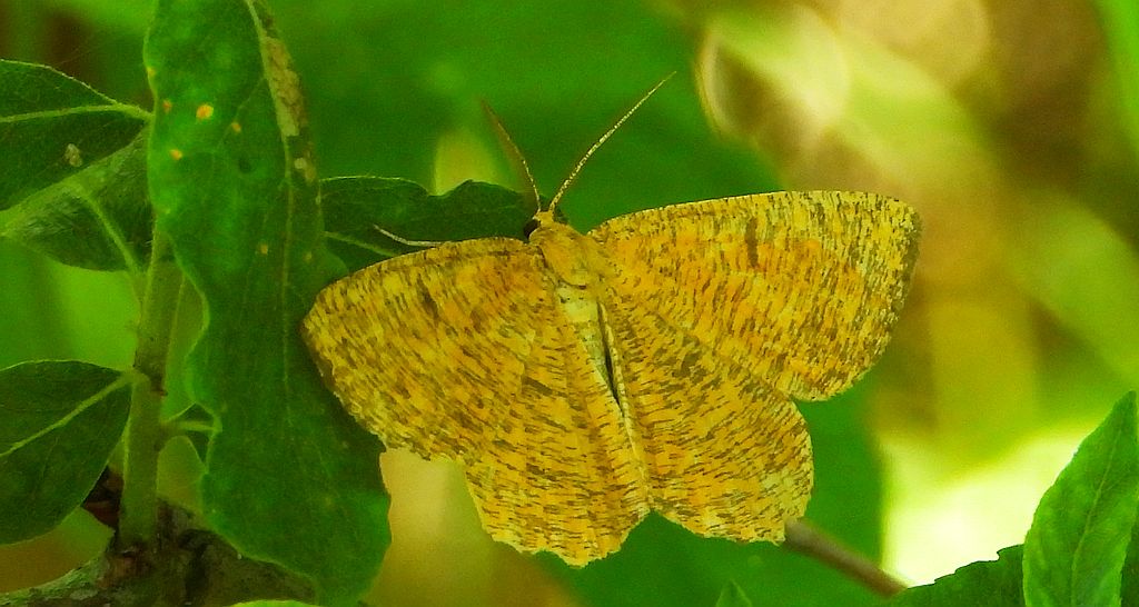 Rączyk leszczyniak (Angerona prunaria)