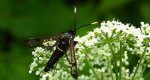 Przeziernik olchowiec (Synanthedon spheciformis)