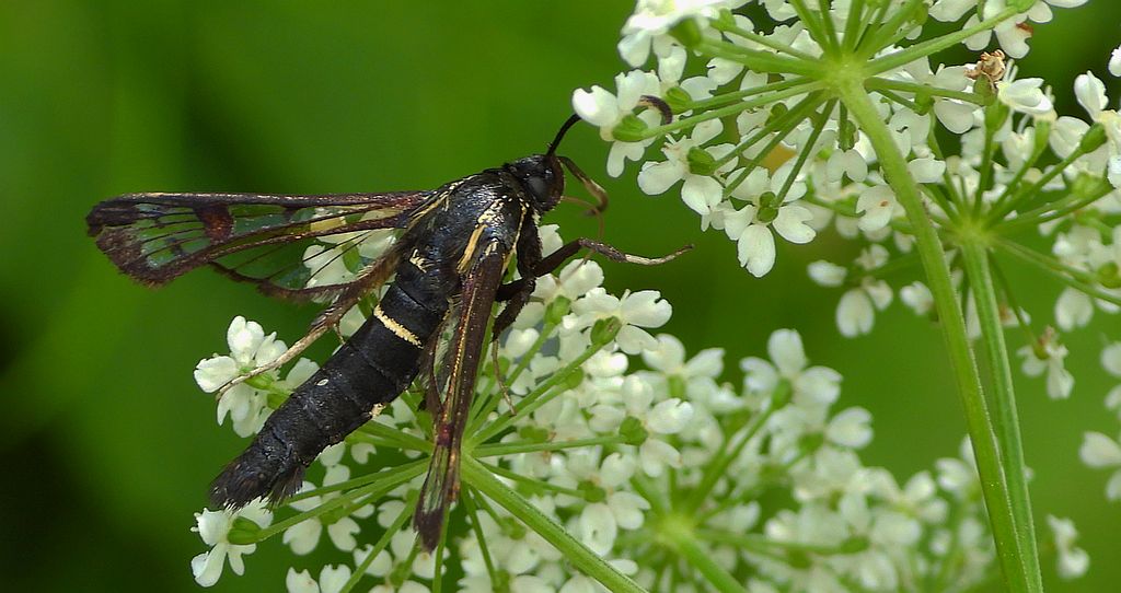 Przeziernik olchowiec (Synanthedon spheciformis)