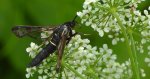 Przeziernik olchowiec (Synanthedon spheciformis)