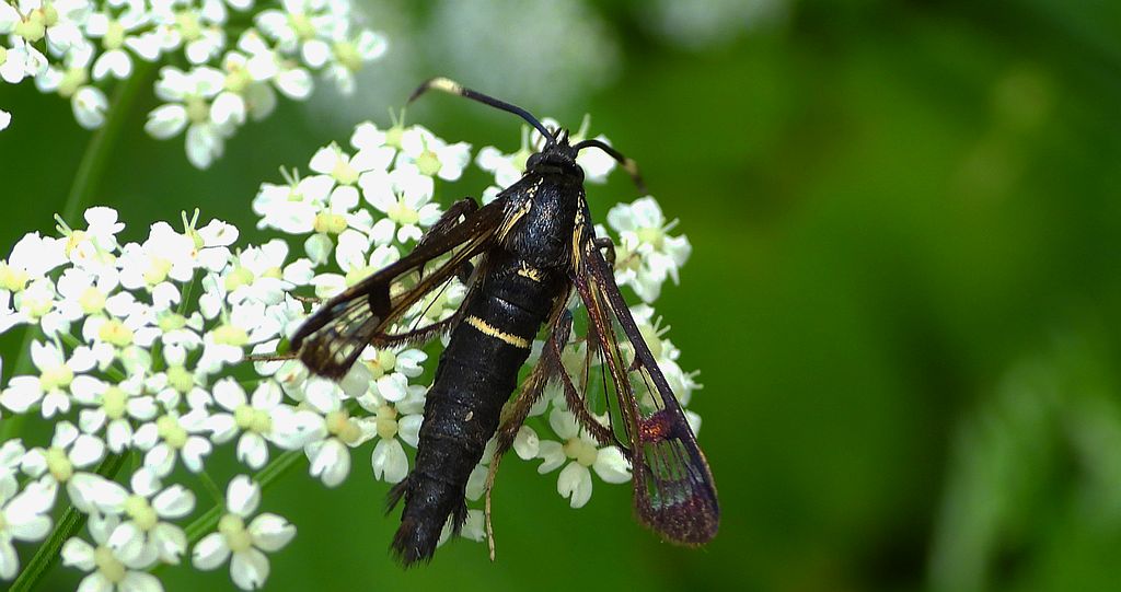 Przeziernik olchowiec (Synanthedon spheciformis)