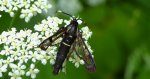 Przeziernik olchowiec (Synanthedon spheciformis)