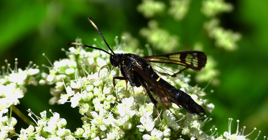 Przeziernik olchowiec (Synanthedon spheciformis)
