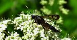 Przeziernik olchowiec (Synanthedon spheciformis)