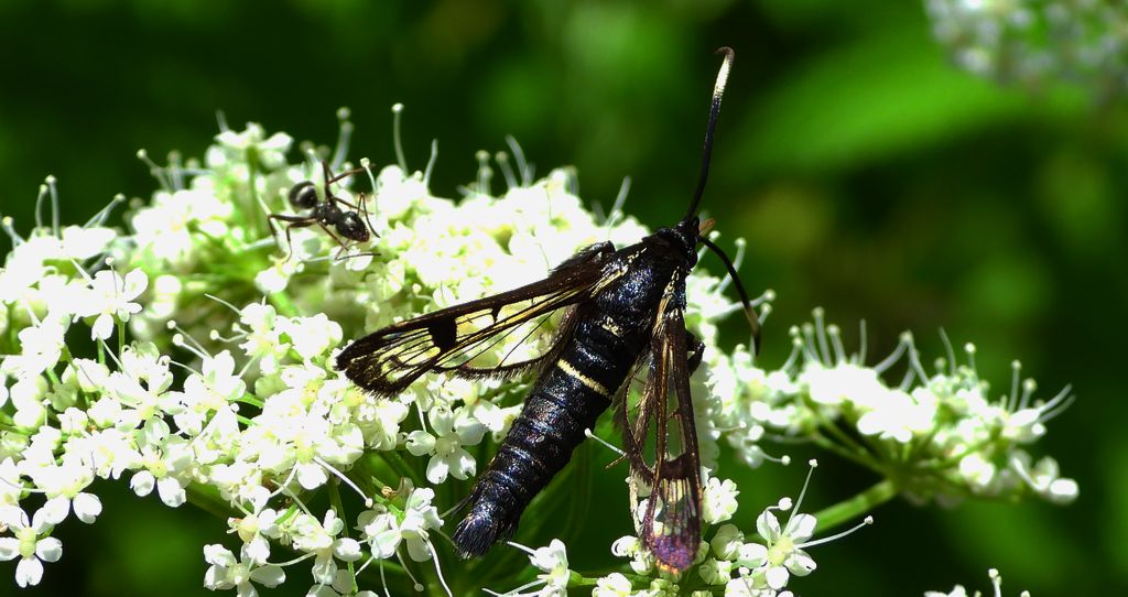 Przeziernik olchowiec (Synanthedon spheciformis)