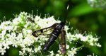 Przeziernik olchowiec (Synanthedon spheciformis)