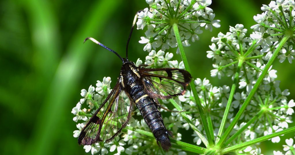Przeziernik olchowiec (Synanthedon spheciformis)