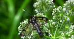 Przeziernik olchowiec (Synanthedon spheciformis)