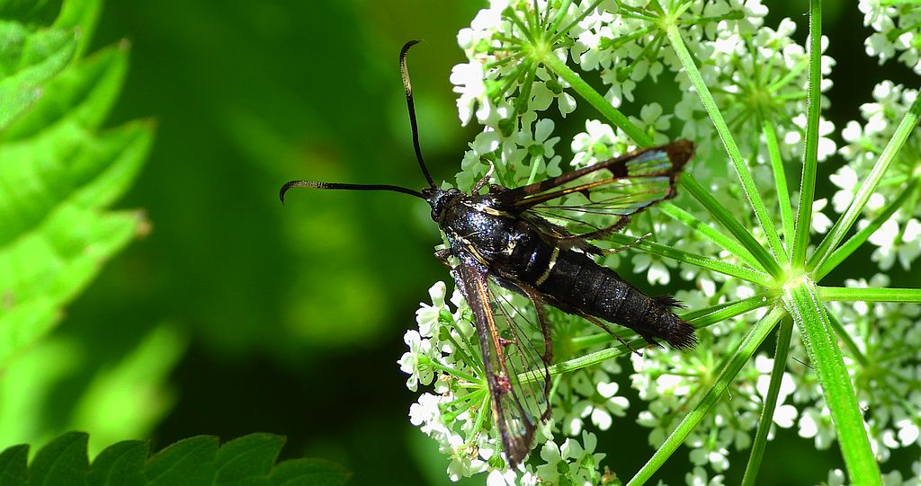 Przeziernik olchowiec (Synanthedon spheciformis)