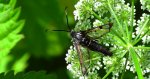 Przeziernik olchowiec (Synanthedon spheciformis)