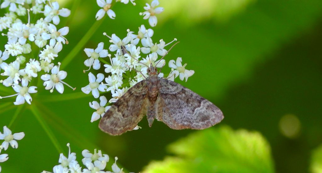 Grotnik kwasiczak (Eupithecia exiguata)