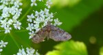 Grotnik kwasiczak (Eupithecia exiguata)