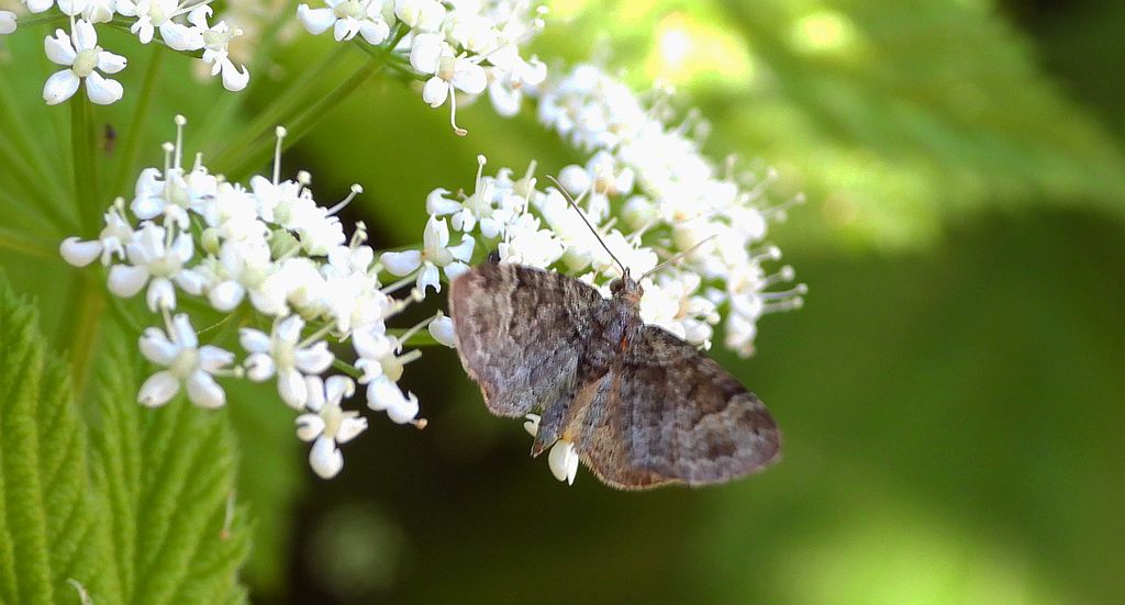 Grotnik kwasiczak (Eupithecia exiguata)