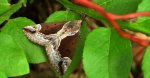 Kotarnica jagodnica (Hypena /Bomolocha/ crassalis)
