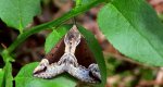 Kotarnica jagodnica (Hypena /Bomolocha/ crassalis)
