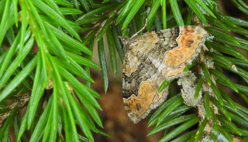 Paśnik czteropasek (Xanthorhoe quadrifasiata)