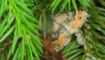 Paśnik czteropasek (Xanthorhoe quadrifasiata)