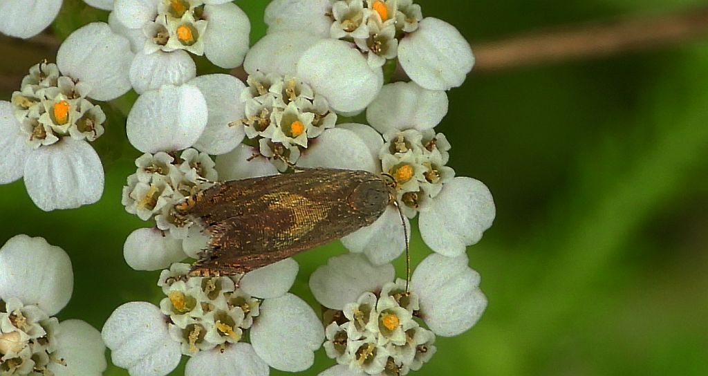 Dichrorampha simpliciana