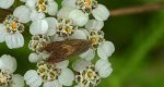 Dichrorampha simpliciana