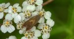 Dichrorampha simpliciana