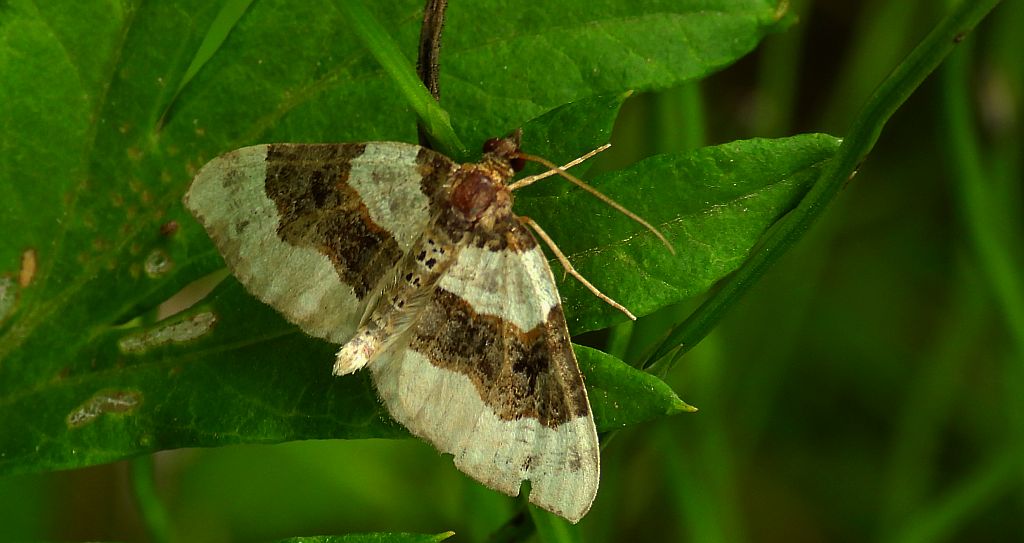 Paśnik dwuziernik (Cosmorhoe ocellata)