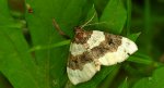 Paśnik dwuziernik (Cosmorhoe ocellata)