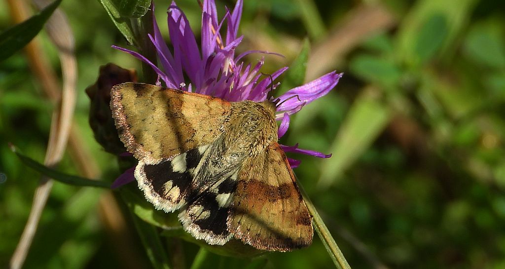 Słonecznica szczeciówka (Heliothis viriplaca )