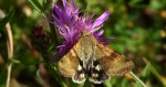 Słonecznica szczeciówka (Heliothis viriplaca )