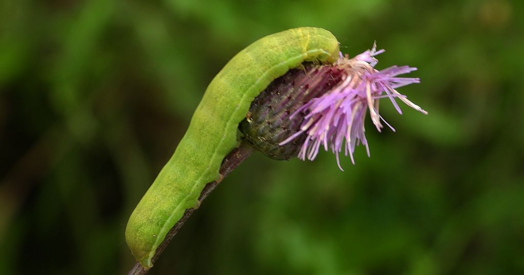 Sówka (Noctuidae S.p)
