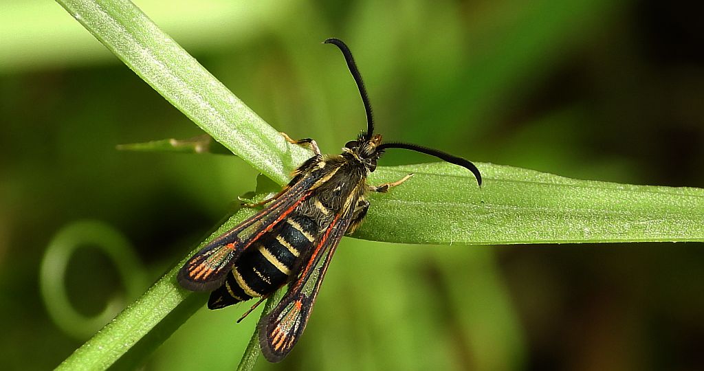 Przeziernik - Bembecia ichneumoniformis