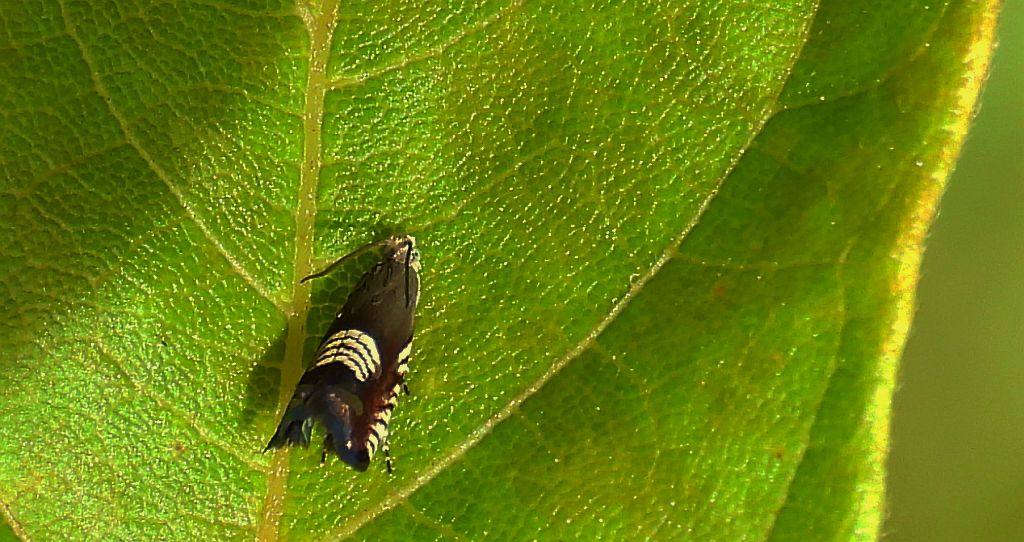 Owocówka (Grapholita compositella)