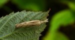 Wachlarzyk śniadoszek (Agriphila inquinatella)