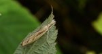 Wachlarzyk śniadoszek (Agriphila inquinatella)